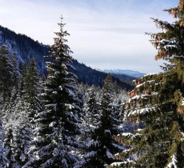 Jelka apartmani Jahorina Bagian luar foto
